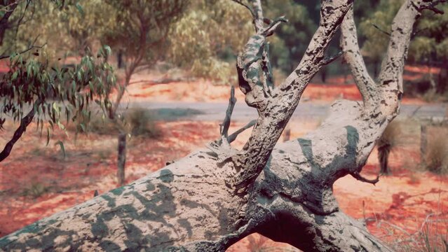 Hiking trail through the bush at Western Australia