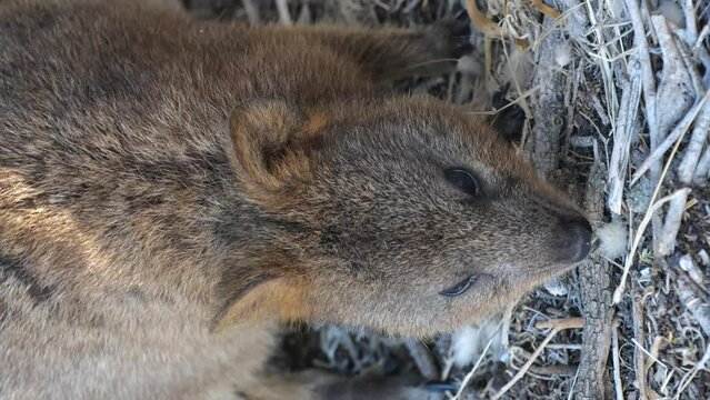 Vertical shot of a Quokka searching for food. A small kangaroo called Quokka on the ground. Funny and adorable Quokkas on Rottnest Island, Western Australia. Famous and funny animals on social media.