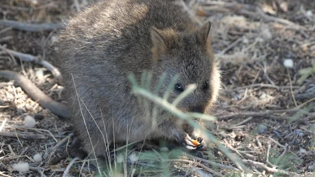 Small and cute Quokka sitting behind a branch of a bush and eating some seeds. Funny and adorable small kangaroo called quokkas on Rottnest Island, Western Australia. Australia's beautiful wildlife.