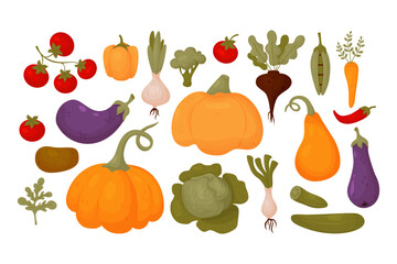 Vegetables big collection. Fresh tomatoes, pumpkin, eggplant, pepper, peas with carrot, cucumbers, beetroot and cabbage with onion. Isolated vector colored fruits in cartoon flat style. Healthy food.