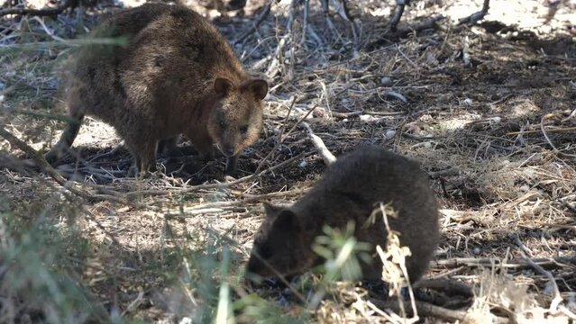 Two cute Quokkas in the shade of some trees looking around and searching for food. Funny and adorable small kangaroos called quokkas on Rottnest Island, Western Australia. Australian wildlife.