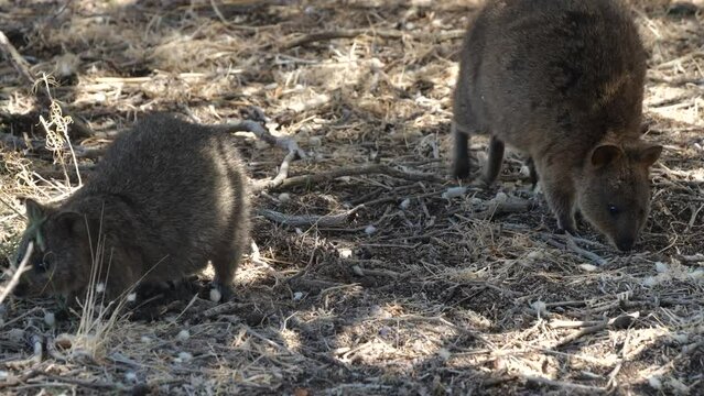 Two Quokkas looking for food under the trees. Two tiny kangaroos called Quokka on the ground. Funny and adorable Quokkas on Rottnest Island, Western Australia. Famous and funny animals on social media