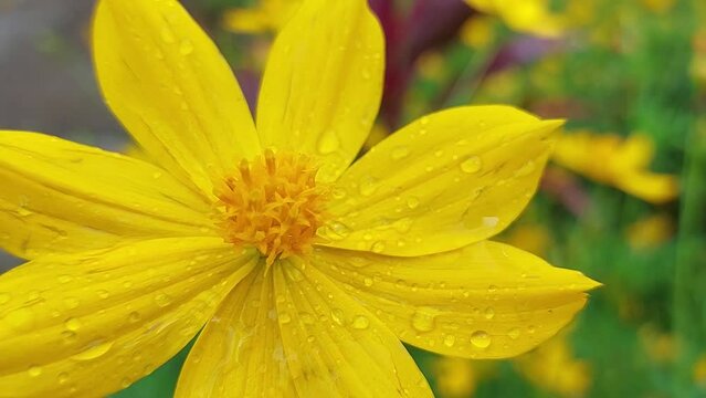 Cosmos caudatus, a close-up video of a beautiful Kenikir flower or ulam raja and the rest of the rainwater sticks to the petals.