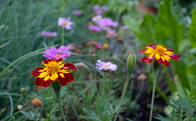 Edible flowers growing on an allotment in north London, UK.