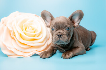 french bulldog puppy with flowers on a blue background, calendar