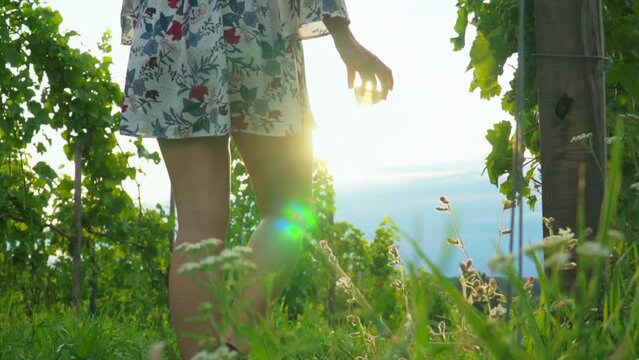 Stunning HD footage of a young white Caucasian woman with a knitted hat, dress and red lipstick walking through vineyards with a wine glass in hand. Captured during a cloudy summer day