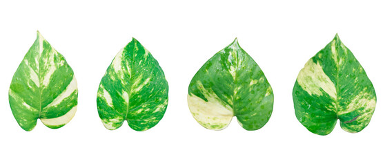 Set of green leaves isolated, Money plant isolated on transparent background, Heart shaped green leaves