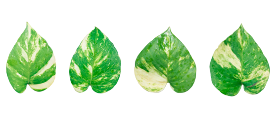 Set of green leaves isolated, Money plant isolated on transparent background, Heart shaped green leaves