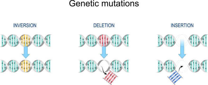Types of gene mutation: Insertion, Inversion, Deletion.