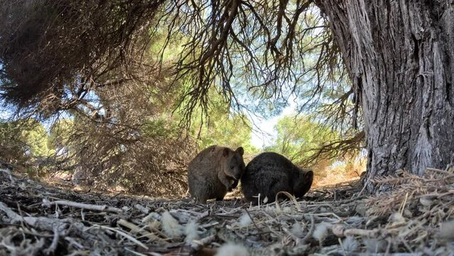 Two curious Quokkas on the ground from a low angle. Quokkas looking around and searching for food. Funny and adorable small kangaroos called quokkas on Rottnest Island, Western Australia. 