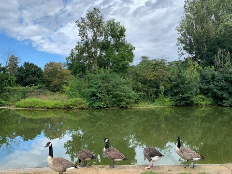Bernaches du Canada (oies noires) au Bois de Boulogne, Paris