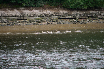 Geese colony in Eccup reservoir AKA The Geese Beach, Leeds, United Kingdom
