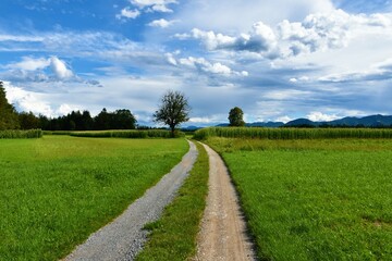 Fototapeta na wymiar Country road leading to a lone tree and corn fields at Sorsko Polje in Gorenjska, Slovenia