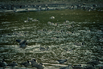 Geese colony in Eccup reservoir AKA The Geese Beach, Leeds, United Kingdom