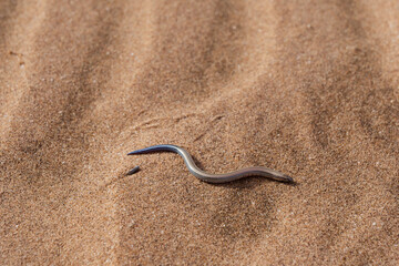 Close-up photo of a FitzSimons burrowing skink or short blind dart skink (Typhlocolitis brevipes) on the sand in the Namib Desert, Namibia