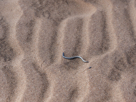 Overhead photo of a FitzSimons burrowing skink or short blind dart skink (Typhlocolitis brevipes) on the sand in the Namib Desert, Namibia