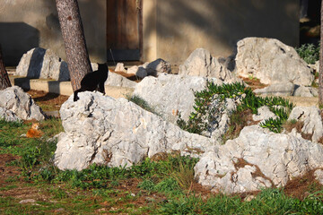 Cats playing and sleeping on the rocks in Sibenik, Croatia.