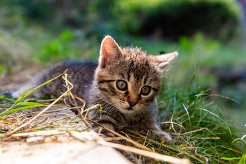 Naklejka na ściany i meble Small striped kitten in a summer garden.