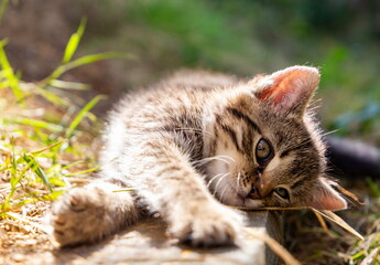 Naklejka na ściany i meble Small striped kitten in a summer garden.