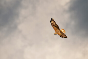 Fototapeta premium Long-legged Buzzard Buteo rufinus flying in the sky