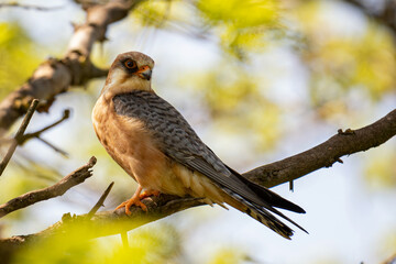Naklejka na ściany i meble Red footed hawk Falco vespertinus in natural environment