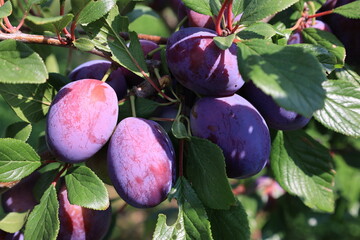 Reife Pflaumen an einem Pflaumenbaum