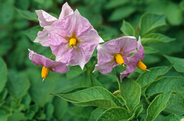 Solanum tuberosum, Pomme de terre