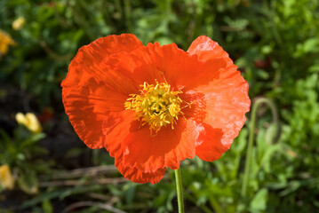 Fototapeta premium Papaver nudicaule, Pavot d'Islande