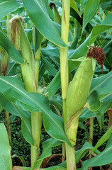 Obraz premium Zea mays 'Saccharata' , Mais