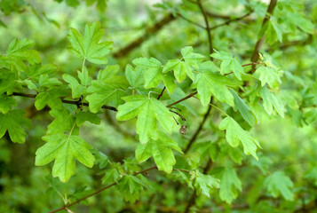 Fototapeta na wymiar Acer campestre, Erable champêtre