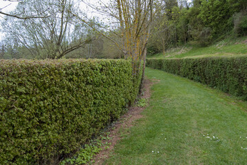 Obraz premium Crataegus laevigata, Aubépine, haie