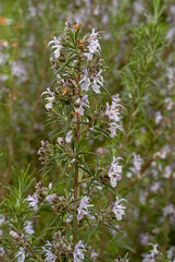 Rosmarinus officinalis,  Romarin