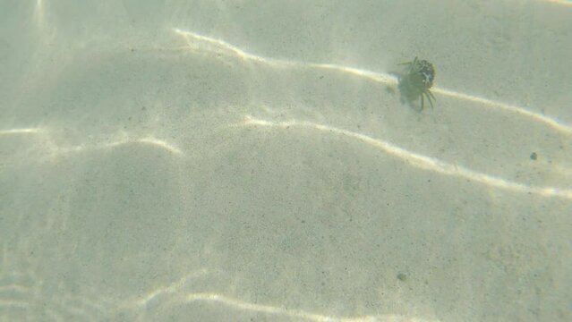 Un crabe qui avance sous l'eau puis s'ensable rapidement