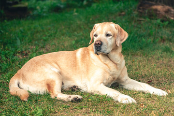 Naklejka na ściany i meble Thoroughbred beautiful Labrador lying on the grass