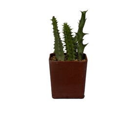 Small cactus in a small pot with white background