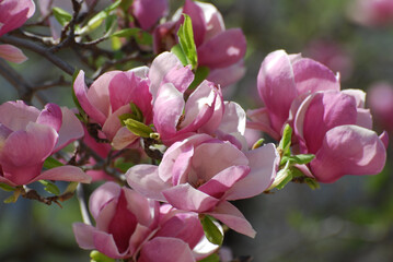 Gorgeous Magnolia Tree with Pink Flower Blossoms in Bloom