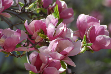 Blooming Pink Magnolia Tree in Early Spring