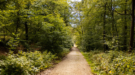 Solid sandy path in the forest. Outdoor path in the nature.