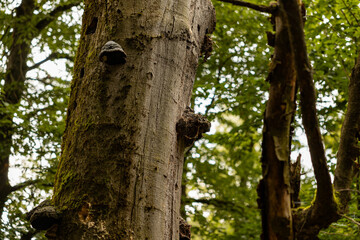 Polypore on the bark of the tree in the forest.