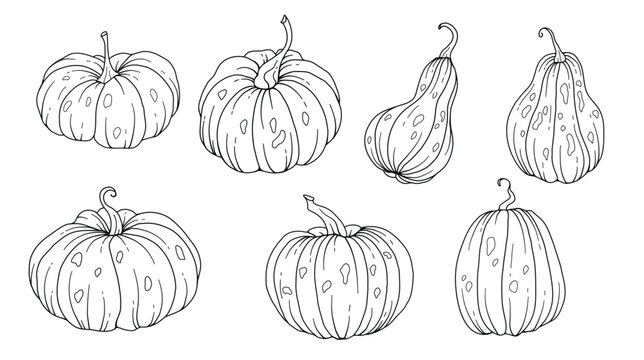 Pumpkins Line Art Illustration, Outline Pumpkin arrangement Hand Drawn Illustration. Coloring Page with Pumpkins.  Thanksgiving Pumpkins set. Thanksgiving Pumpkins set isolated on white