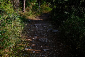Path through the forest