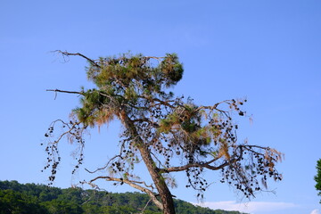 Pine tree with dry branches and sky