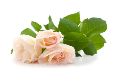 Beautiful pink flowers.