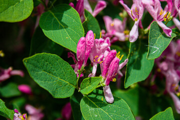 close-up photo of a rose plant