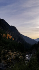 Small larch forest on the mountainside. Genus of conifers from the Pinaceae family in the fall season