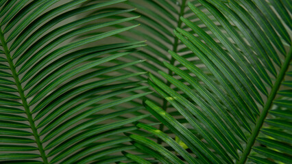 Green leaf in the nature abstract background