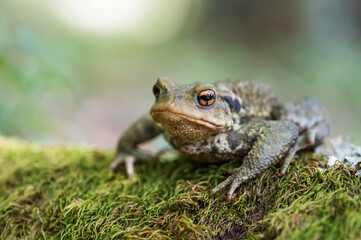 Common toad (Bufo bufo) in the wild