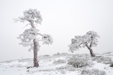Snowy pine trees in winter