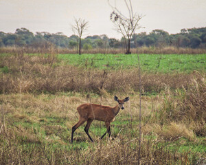 Cervo do Pantanal no Parque Estadual das Varzeas do Rio Ivinhema, Jateí, Mato Grosso do Sul