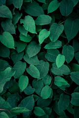 green japanese knotweed plant leaves in springtime, green background